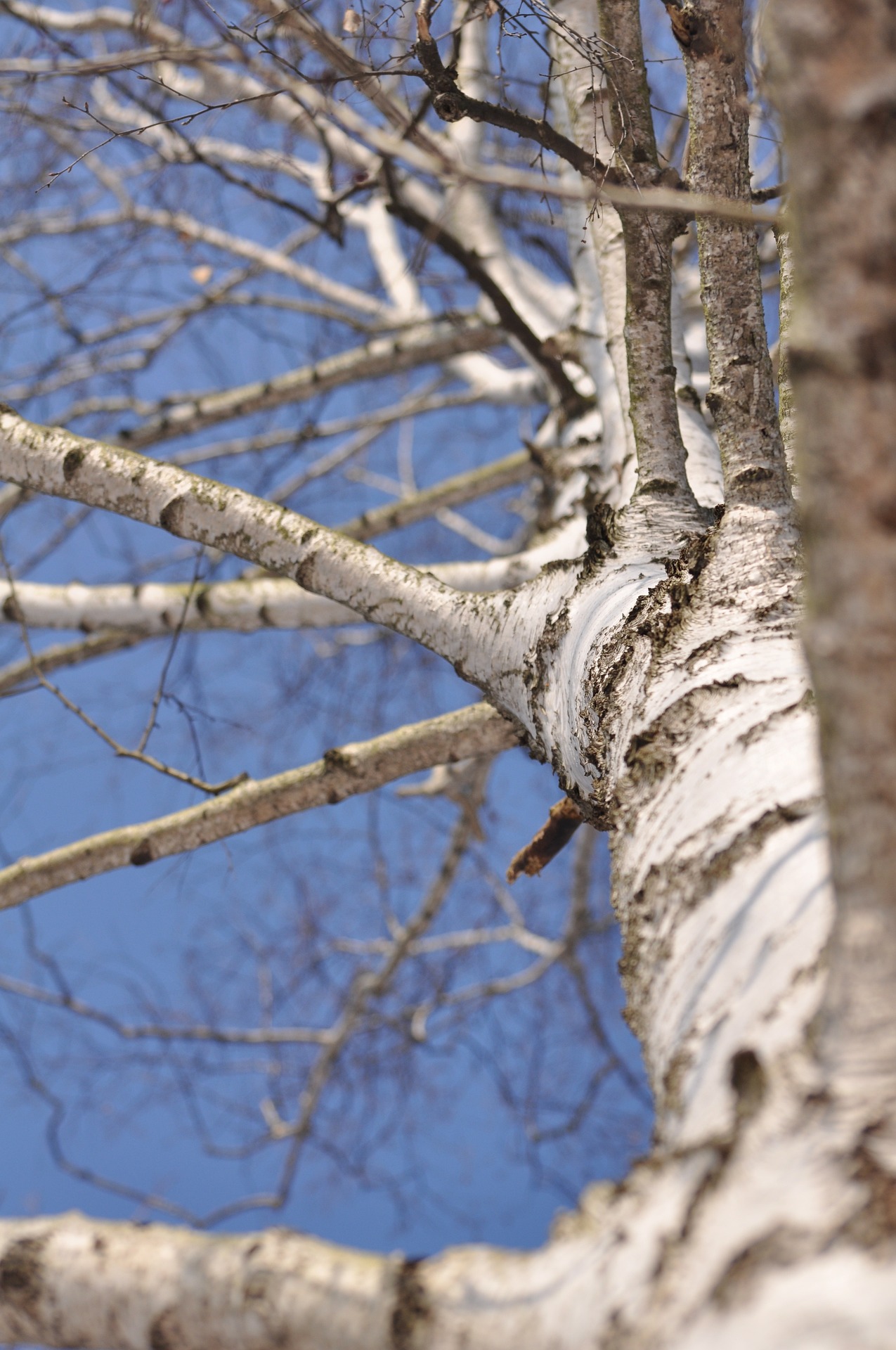 Wood-based bioeconomy in Germany