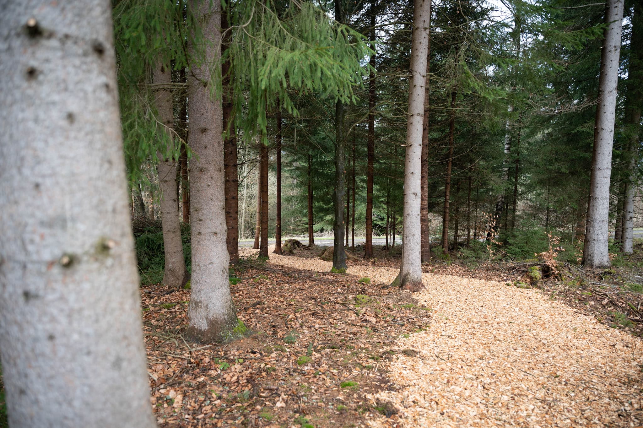 Förderung der Holzbasierten Bioökonomie