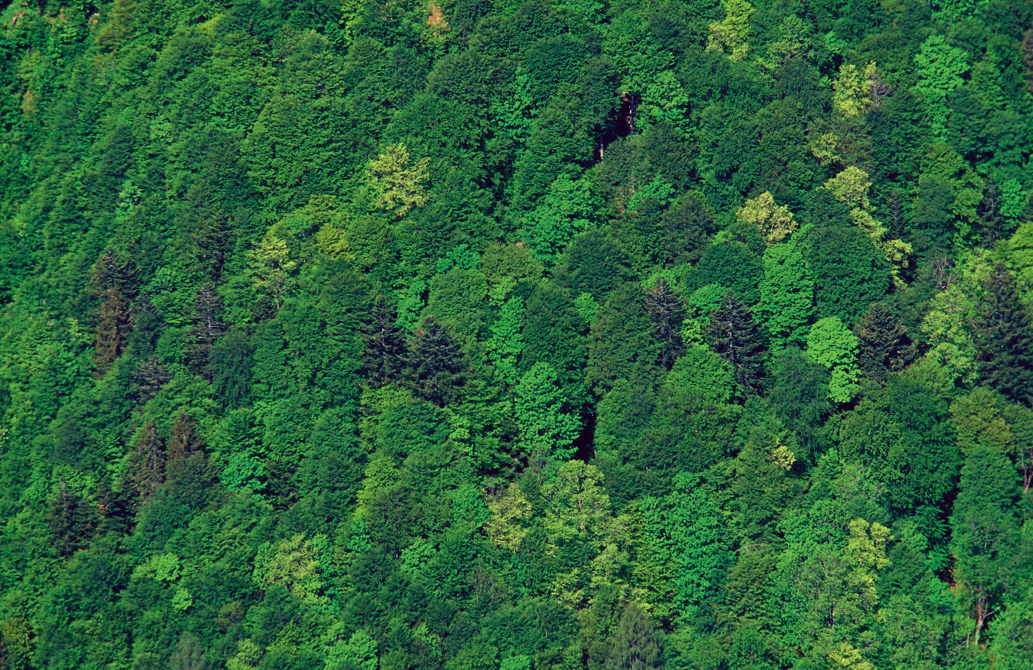 Video series: Forest of the future