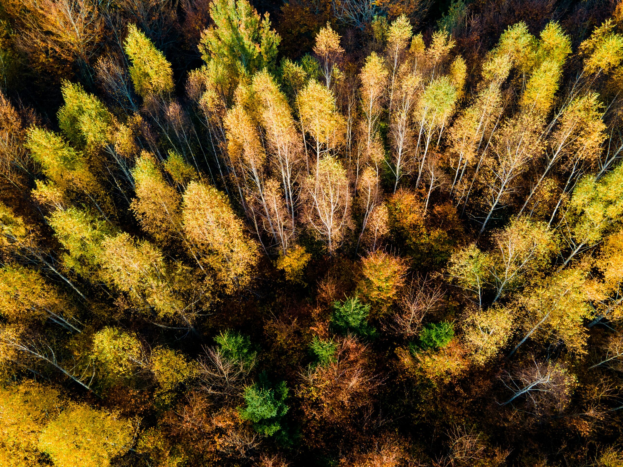 Waldfonds wird Teil des Resilienzfonds