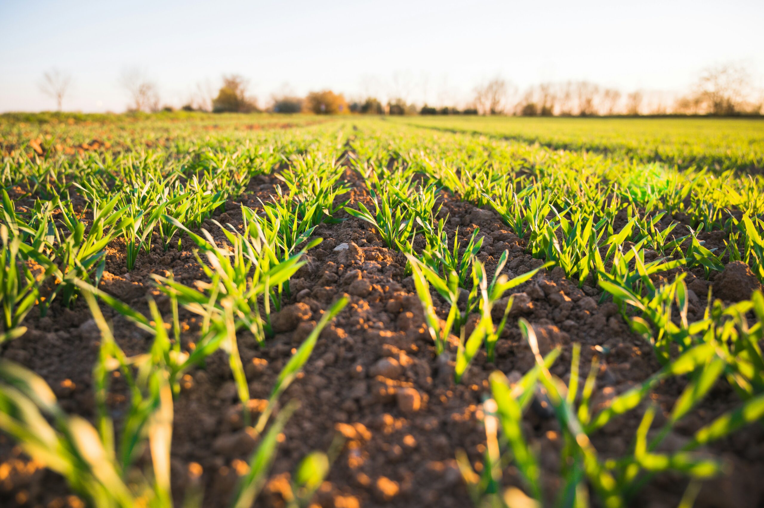 Fördercall: Bioökonomie in der Landwirtschaft