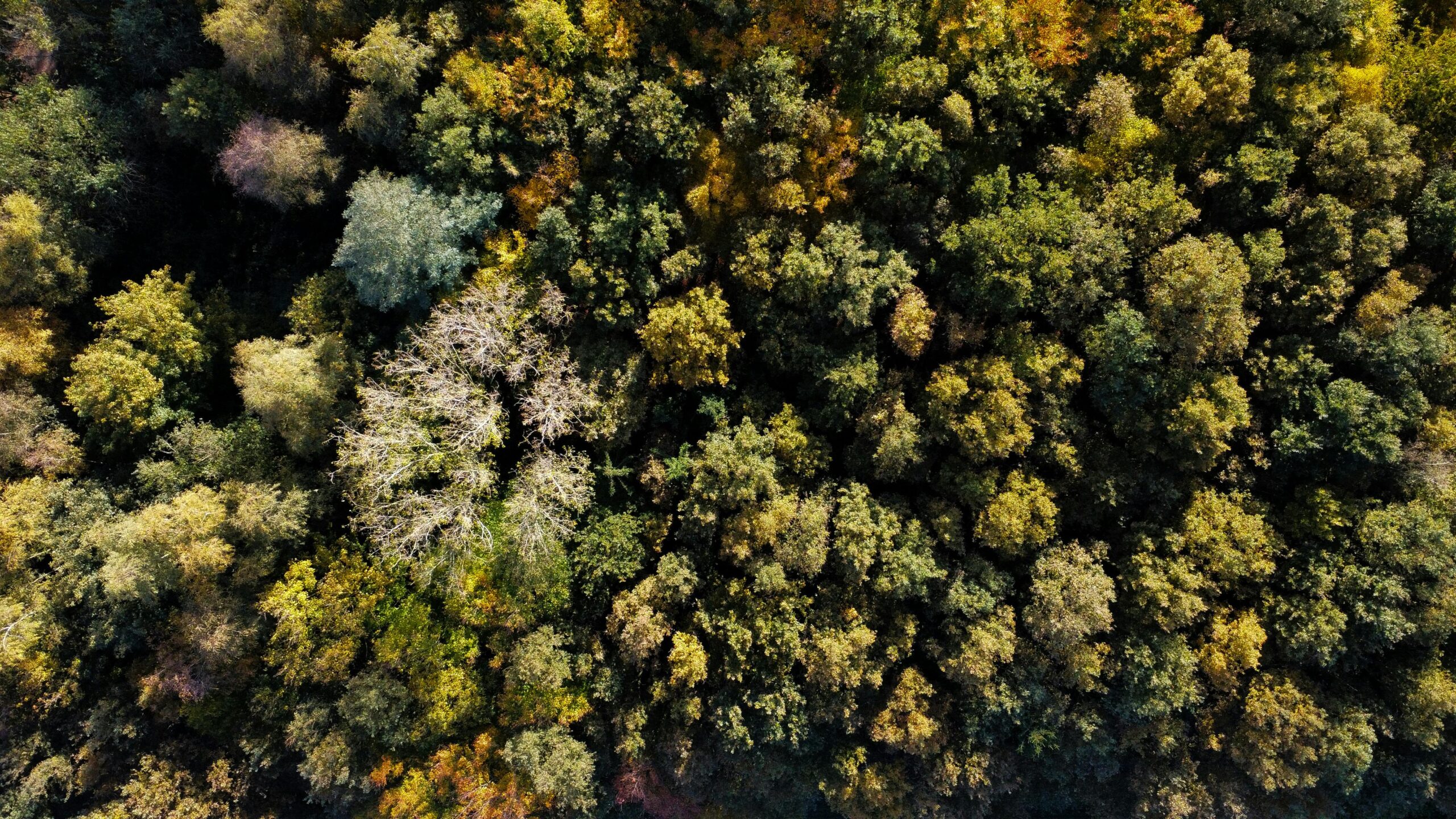EUDR: Aktueller Stand und Ausblick